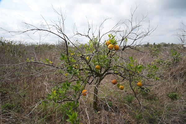 An orange tree grows in an abandoned grove Wednesday, Feb. 19, 2025, in Lake Wales, Fla. (AP Photo/Marta Lavandier)