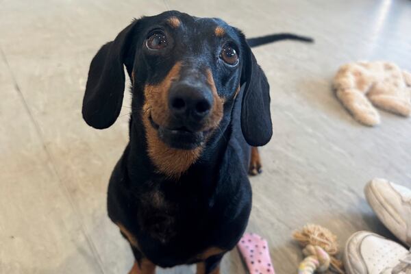 Valerie, a miniature dachshund reacts after being reunited with it's owners on Kangaroo Island in South Australia after she was missing for 540 days, Tuesday, May 6, 2025. (Georgia Gardner via AP)