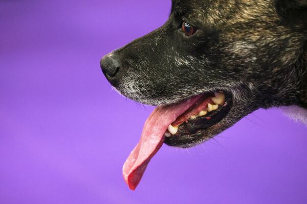 Champion, an All-American breed, sticks out their tongue at the 149th Westminster Kennel Club Dog show, Saturday, Feb. 8, 2025, in New York. (AP Photo/Heather Khalifa)