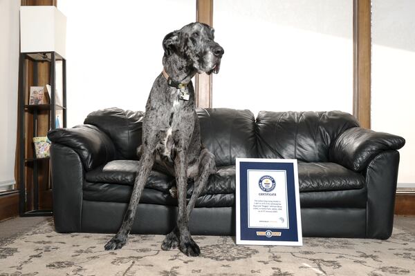 This April 5, 2025, photo shows Reginald posing in Idaho Falls, Idaho with his Guinness World Records paperwork certifying him as the world's tallest living dog. (Photo by Natalie Behring/Guinness World Records via AP)