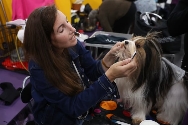 Dogs are groomed in the benching area during the 149th Westminster Kennel Club Dog show, Monday, Feb. 10, 2025, in New York. (AP Photo/Heather Khalifa)