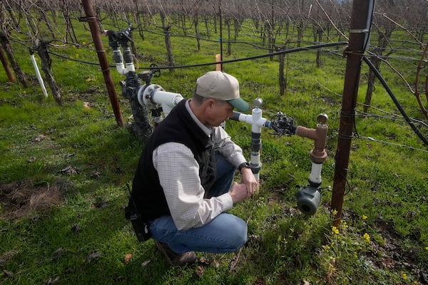 Tyler Klick, Partner/Viticulturist of Redwood Empire Vineyard Management, looks toward a Lumo smart irrigation valve in a Cabernet Sauvignon vineyard during an interview in Geyserville, Calif., Friday, Jan. 24, 2025. (AP Photo/Jeff Chiu)