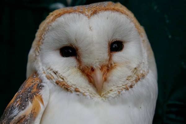 A barn owl at the Attica Zoological Park, near Athens, on Jan. 21, 2025. (AP Photo/Thanassis Stravrakis)