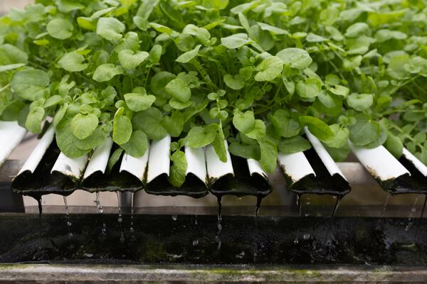 Water drips from plants at Bolton Farms, a hydroponic farm, on Saturday, March 22, 2025, in Hilton, N.Y. (Caitlyn Daproza via AP)