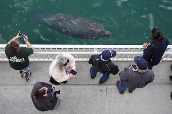 A manatee comes to the surface to breathe as people visit Manatee Lagoon, a free attraction operated by Florida Power & Light Company that lets the public view and learn about the sea cows who gather in winter in the warm-water outflows of the company's power plant, in Riviera Beach, Fla., Friday, Jan. 10, 2025. (AP Photo/Rebecca Blackwell)