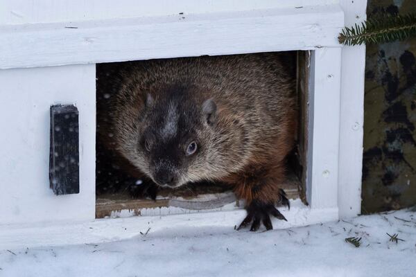 Shubenacadie Sam emerges from her burrow at a Groundhog Day event at the Shubenacadie Wildlife Park in Nova Scotia on Sunday, Feb. 2, 2025. Sam saw her shadow and predicts six more weeks of winter. (Darren Calabrese/The Canadian Press via AP)