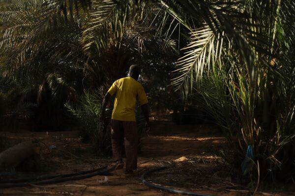 Farmer Med Mahmoud works in his palm tree farm in Chinguetti, Mauritania on Feb. 4, 2025. (AP Photo/Khaled Moulay)