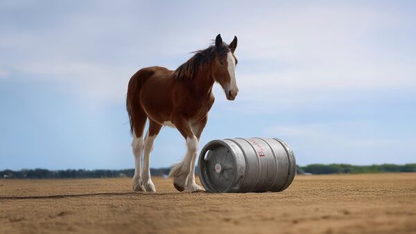 This image provided by Budweiser shows the Budweiser 2025 Super Bowl NFL football spot. (Budweiser via AP)