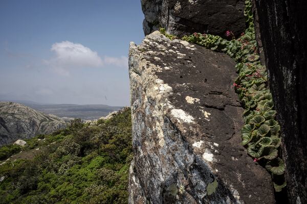 Begonia socotrana grows on a rock on the Yemeni island of Socotra on Sept. 19, 2024. (AP Photo/Annika Hammerschlag)