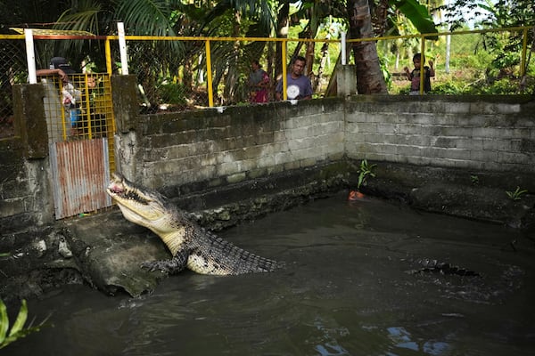 Rusli Paraili, left, a crocodile handler, feeds a rescued crocodile inside an enclosure in Budong-Budong, West Sulawesi, Indonesia, Monday, Feb. 24, 2025. (AP Photo/Dita Alangkara)