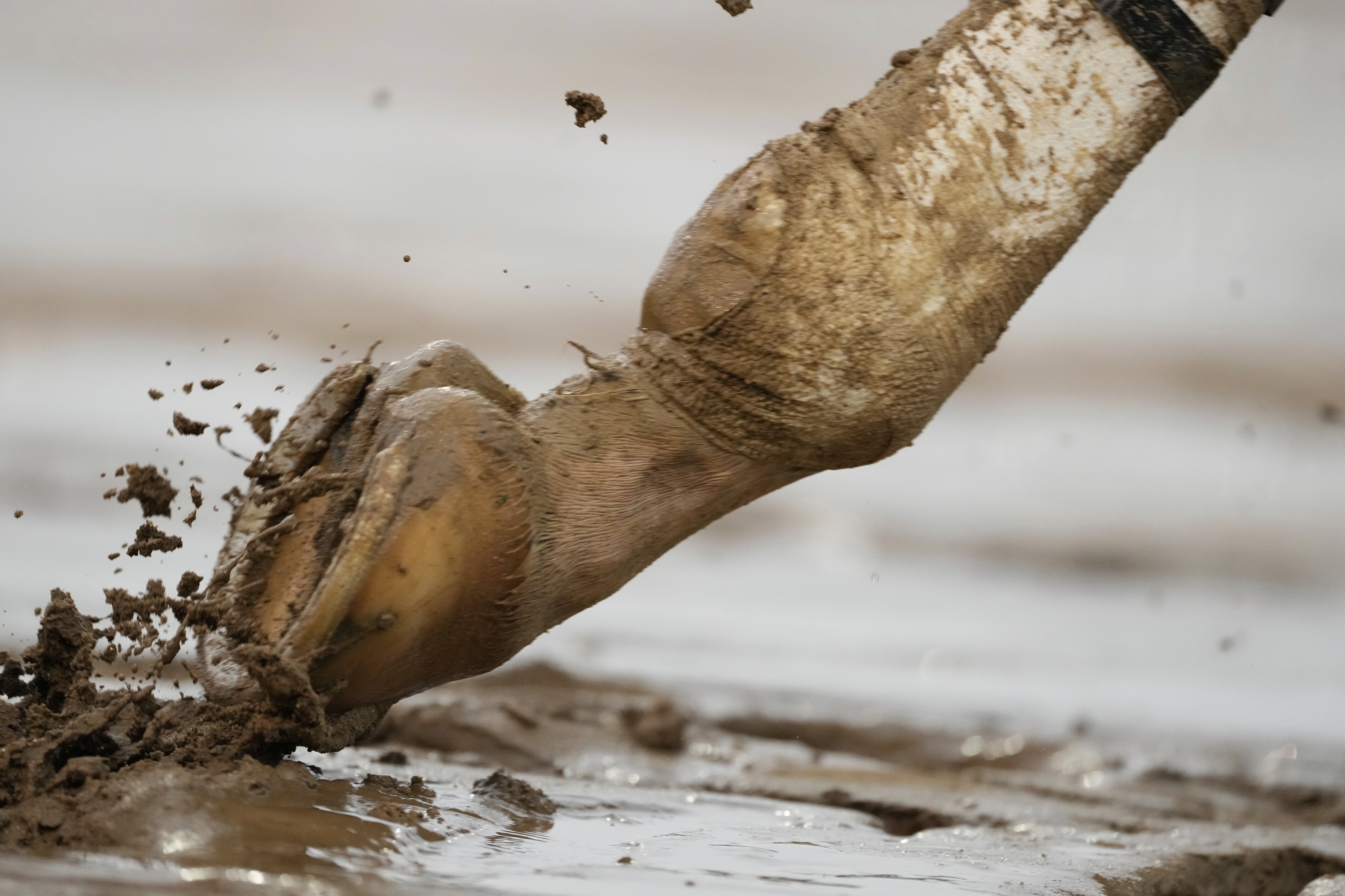 A horse trots in the muddy track at Churchill Downs before the 151st running of the Kentucky Derby horse race Saturday, May 3, 2025, in Louisville, Ky. (AP Photo/Brynn Anderson)