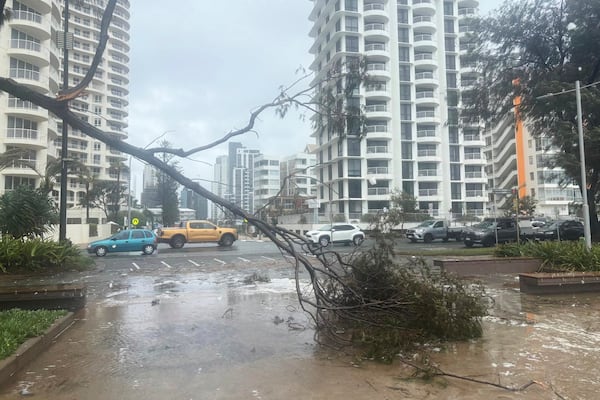 A tree lies fallen on the beach front following cyclone Alfred on the Gold Coast, Australia, Saturday, March 8, 2025. (AP Photo/John Pye)