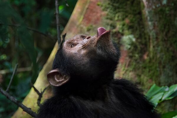 In this photo provided by researchers, a wild male chimpanzee produces a pant-hoot call to elicit a response from distant group members and reunite with them in the Budongo Forest of Uganda in June 2016. (Adrian Soldati via AP)