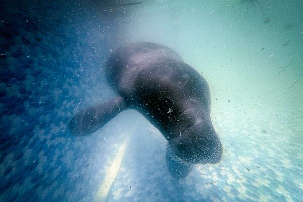 Maria, a rescued manatee, swims in a pool at the Bicho d'Agua project facilities in Castanhal, Brazil, Sunday, March 23, 2025. (AP Photo/Jorge Saenz)