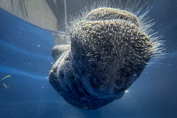 Coral, a rescued manatee, sleeps belly up in a pool at Bicho d'Agua project facilities in Castanhal, Brazil, Sunday, March 23, 2025. (AP Photo/Jorge Saenz)