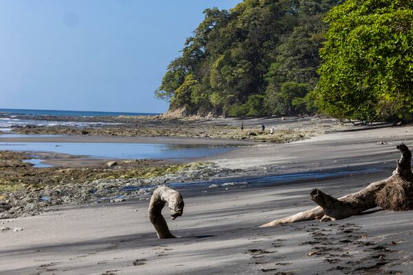 This photo provided by researchers shows a beach of Jicarón Island, Panama in January 2022. (Christian Ziegler/Max Planck Institute of Animal Behavior via AP)