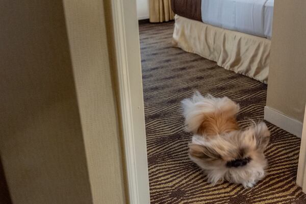 President of the Westminster Kennel Club Donald Sturz, not pictured, shows Fiona, his pet pekingese, during an interview with The Associated Press at The New Yorker hotel, Thursday, Jan. 30, 2025, in New York. (AP Photo/Julia Demaree Nikhinson)