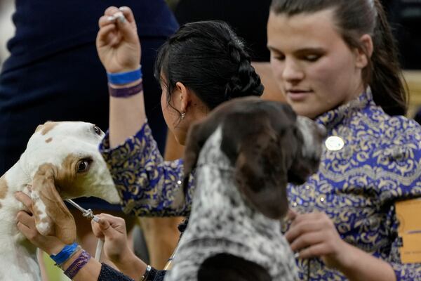 Dogs and handlers compete during the junior showmanship competition at the 149th Westminster Kennel Club Dog show, Tuesday, Feb. 11, 2025, in New York. (AP Photo/Julia Demaree Nikhinson)