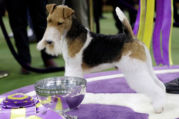 FILE — King, a wire fox terrier, poses for photographs after winning Best in Show at the 143rd Westminster Kennel Club Dog Show, Feb. 12, 2019, in New York. (AP Photo/Frank Franklin II, File)