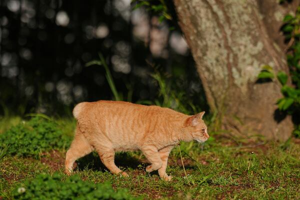 A stray bobtail cat rests at a park in Nagasaki, southern Japan, on April 26, 2025. (AP Photo/Eugene Hoshiko)