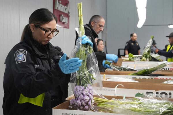 Shirley Silva, a U.S. Customs and Border Protection agriculture specialist, shakes a bouquet of flowers in search of pests, Friday, Feb. 7, 2025, in Miami. (AP Photo/Marta Lavandier)