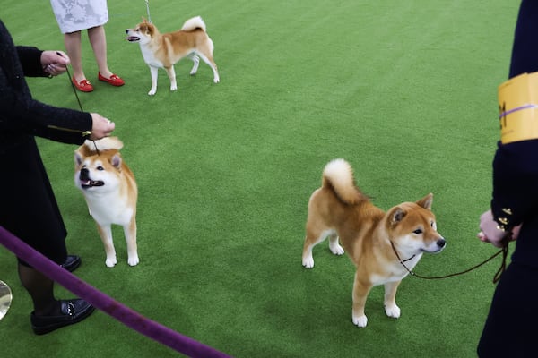 Shiba Inu dogs stand with their handlers during judging at the 149th Westminster Kennel Club Dog show, Monday, Feb. 10, 2025, in New York. (AP Photo/Heather Khalifa)