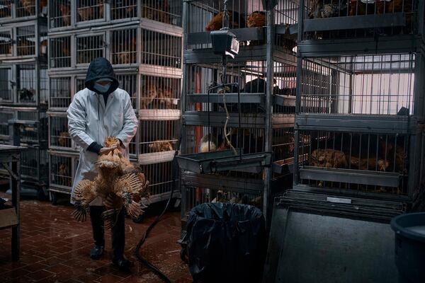 An employee of La Granja Live Poultry Corporation takes chickens to be slaughtered as customers wait in line inside a poultry store on Friday, Feb. 7, 2025, in New York. (AP Photo/Andres Kudacki)