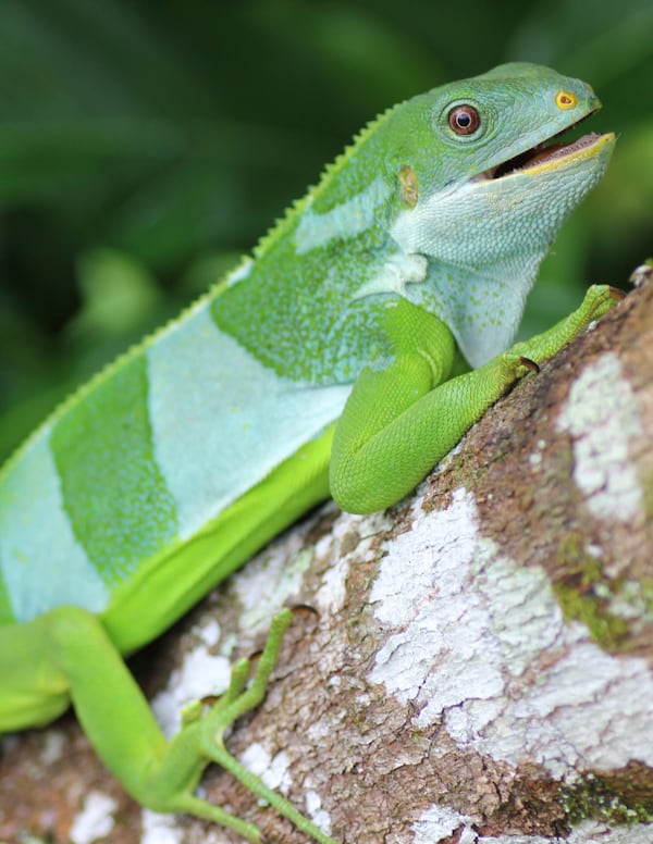 A green Central Fijian Banded Iguana is shown on Ovalau in Fiji. (Robert Fisher/U.S. Geological Survey via AP)