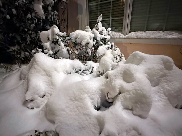 A Rose bush and lantana are laden with snow in a garden in Harahan, La., Tuesday, Jan. 21, 2025. (AP Photo/Gerald Herbert)