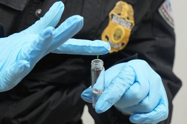 U.S. Customs and Border Protection agriculture specialist Shirley Silva places an insect larvae she found in a box of roses Friday, Feb. 7, 2025, at Miami International Airport in Miami. (AP Photo/Marta Lavandier)