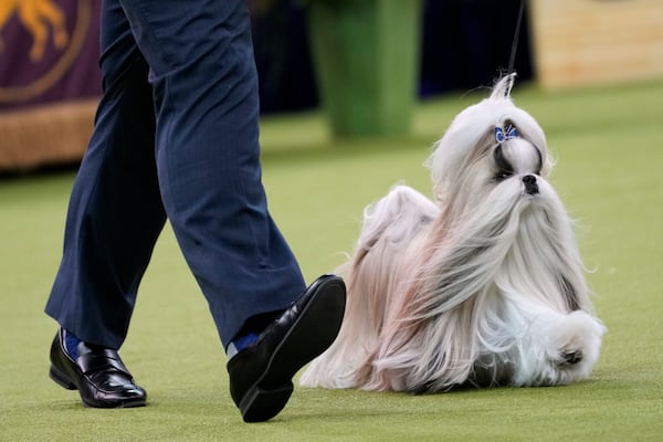 Comet, a Shih Tzu, competes in the best in show competition during the 149th Westminster Kennel Club Dog show, Tuesday, Feb. 11, 2025, in New York. (AP Photo/Julia Demaree Nikhinson)