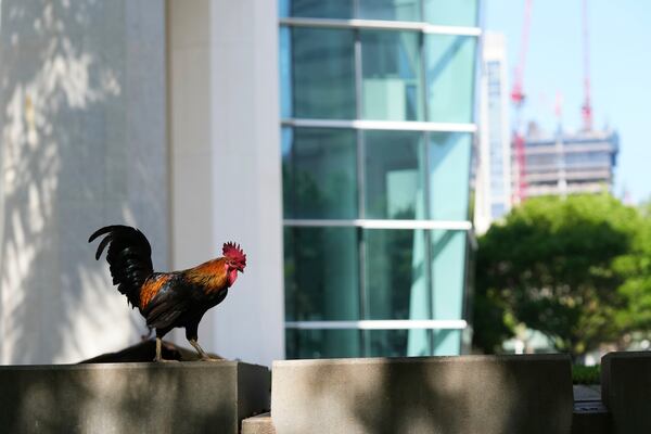 A rooster sits outside of the Wilkie D. Ferguson, Jr. United Sates Courthouse, Tuesday, May 13, 2025, in Miami. (AP Photo/Lynne Sladky)