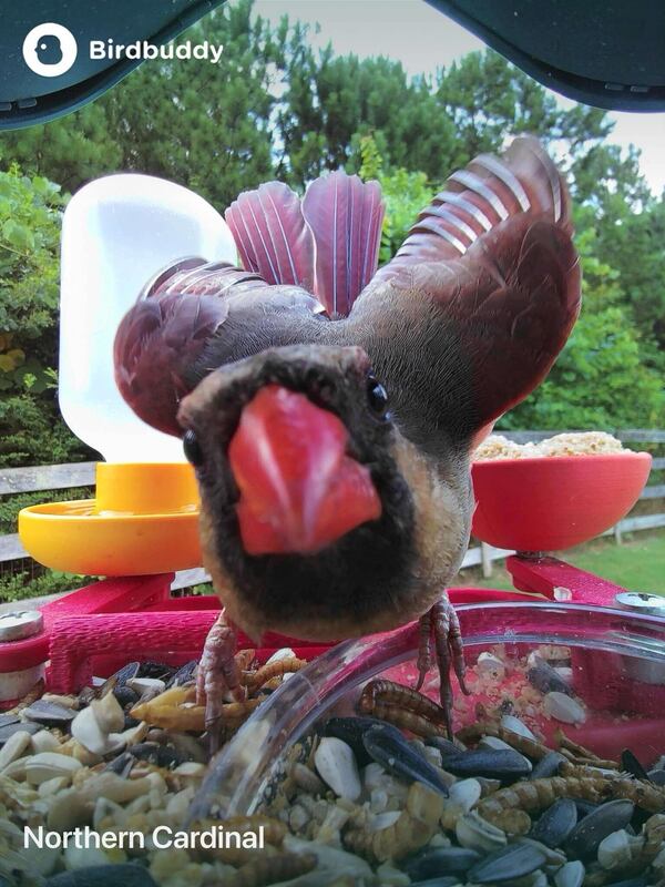 This undated photo courtesy of Mark Pilch shows a cardinal on his Bird buddy bird feeder in his backyard in Cumming, Georgia. (Mark Pilch via AP)