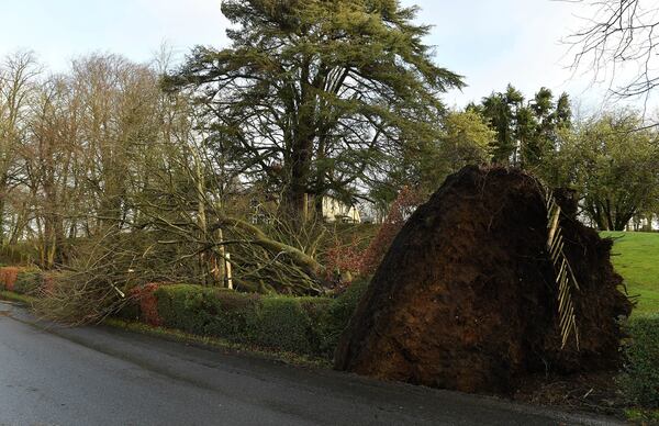 A fallen tree is seen near Dungannon, Northern Ireland, Friday Jan. 24, 2025, as Storm Eowyn hits the country. (Oliver McVeigh/PA via AP)