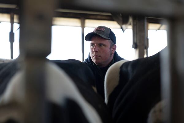 Dairy farmer Jeremy Brown inseminates a cow at Twin Birch Dairy on Friday, March 21, 2025, in Skaneateles, N.Y. (Caitlyn Daproza via AP)