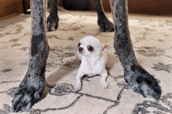 This April 5, 2025, photo shows Pearl, the world's shortest living dog, posing while standing under Reginald, the world's tallest living dog, both certified by Guinness World Records, during a play date in Idaho Falls, Idaho. (Photo by Natalie Behring/Guinness World Records via AP)