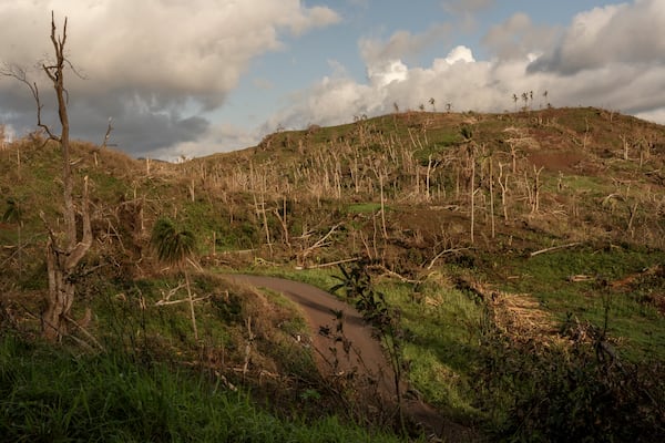 A road snakes through a forest of shredded trees near Mirereni, Mayotte, Friday, Dec. 20, 2024. (AP Photo/Adrienne Surprenant)