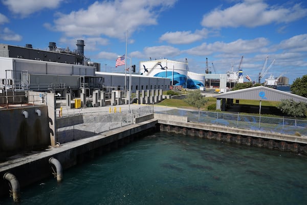 Manatees gather near the warm-water outflows of a Florida Power & Light Company power plant in Riviera Beach, Fla., where the company operates the free Manatee Lagoon attraction, Friday, Jan. 10, 2025. (AP Photo/Rebecca Blackwell)