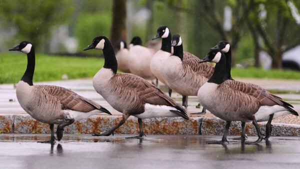 As rain from a nor'easter falls on the pavement, a flock of Canada geese traverse through a parking lot, Thursday, May 22, 2025, in Londonderry, N.H. (AP Photo/Charles Krupa)