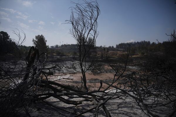 Trees and earth are scorched by a wildfire in Latrun, Israel, outside of Jerusalem, Thursday, May 1, 2025. (AP Photo/Ohad Zwigenberg)