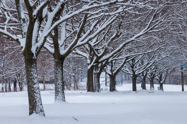 Trees along Reservoir Drive are covered with snow after an overnight snow fall in Philadelphia, Wednesday, Feb. 12, 2025. (Alejandro A. Alvarez/The Philadelphia Inquirer via AP)