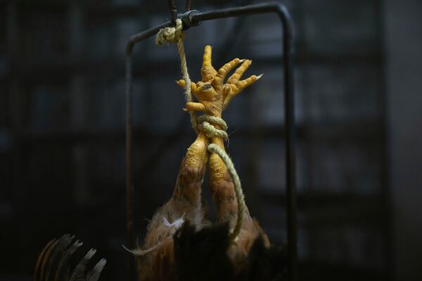 A chicken is weighed alive before being slaughtered inside the La Granja Live Poultry Corporation store on Friday, Feb. 7, 2025, in New York. (AP Photo/Andres Kudacki)