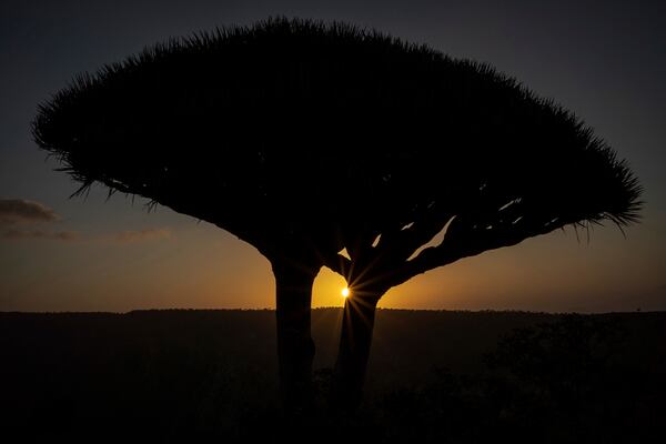 The sunrise appears between the branches of a dragon's blood tree on the Yemeni island of Socotra, on Sept. 20, 2024. (AP Photo/Annika Hammerschlag)