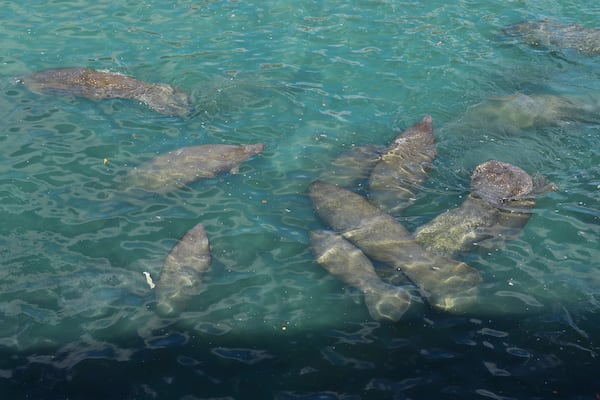 Manatees gather near the warm-water outflows of a Florida Power & Light Company power plant in Riviera Beach, Fla., where the company operates the free Manatee Lagoon attraction, Friday, Jan. 10, 2025. (AP Photo/Rebecca Blackwell)