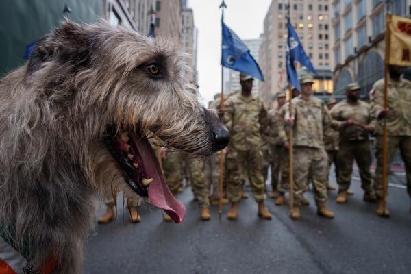 A wolfhound from the 69th Infantry Regiment looks on before the 264th New York City Saint Patrick's Day Parade, Monday, March 17, 2025 in New York. (AP Photo/Adam Gray)