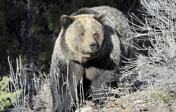 FILE - A Grizzly bear walk through Yellowstone National Park near Mammoth, Wyo., May 4, 2009. (AP Photo/Billings Gazette, David Grubbs, File)