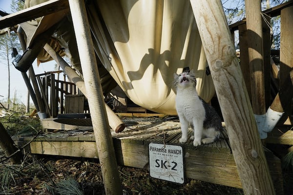 A cat cries out while sitting in front of a destroyed cabin at Paradise Ranch RV Resort after a series of storms passed the area in Tylertown, Miss., Sunday, March 16, 2025. (AP Photo/Rogelio V. Solis)