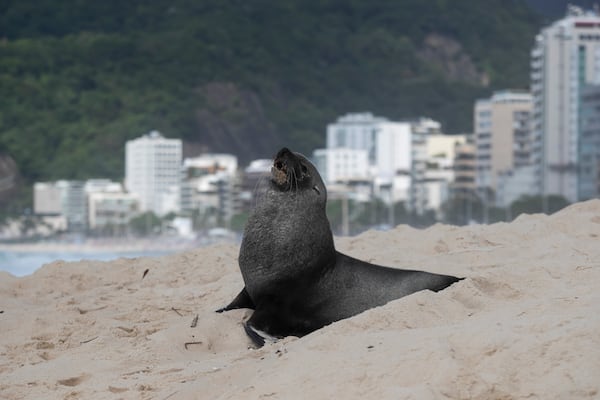 A fur seal stands on Ipanema beach in Rio de Janeiro, Wednesday, Dec. 18, 2024. (AP Photo/Bruna Prado)