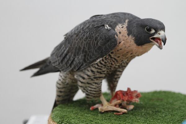 Breland, a peregrine falcon, eats a frozen rat at the Bird Treatment and Learning Center on Feb. 6, 2025, in Anchorage, Alaska. (AP Photo/Mark Thiessen)