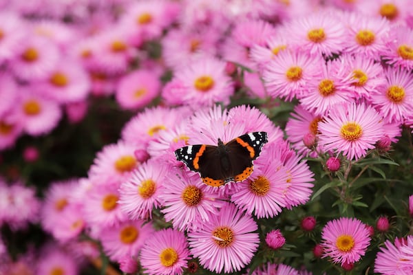 FILE - A red admiral butterfly stops on a New England Aster flower at the Royal Horticultural Society Garden Wisley, in the village of Wisley, near Woking, England, Oct. 4, 2017. (AP Photo/Matt Dunham, File)